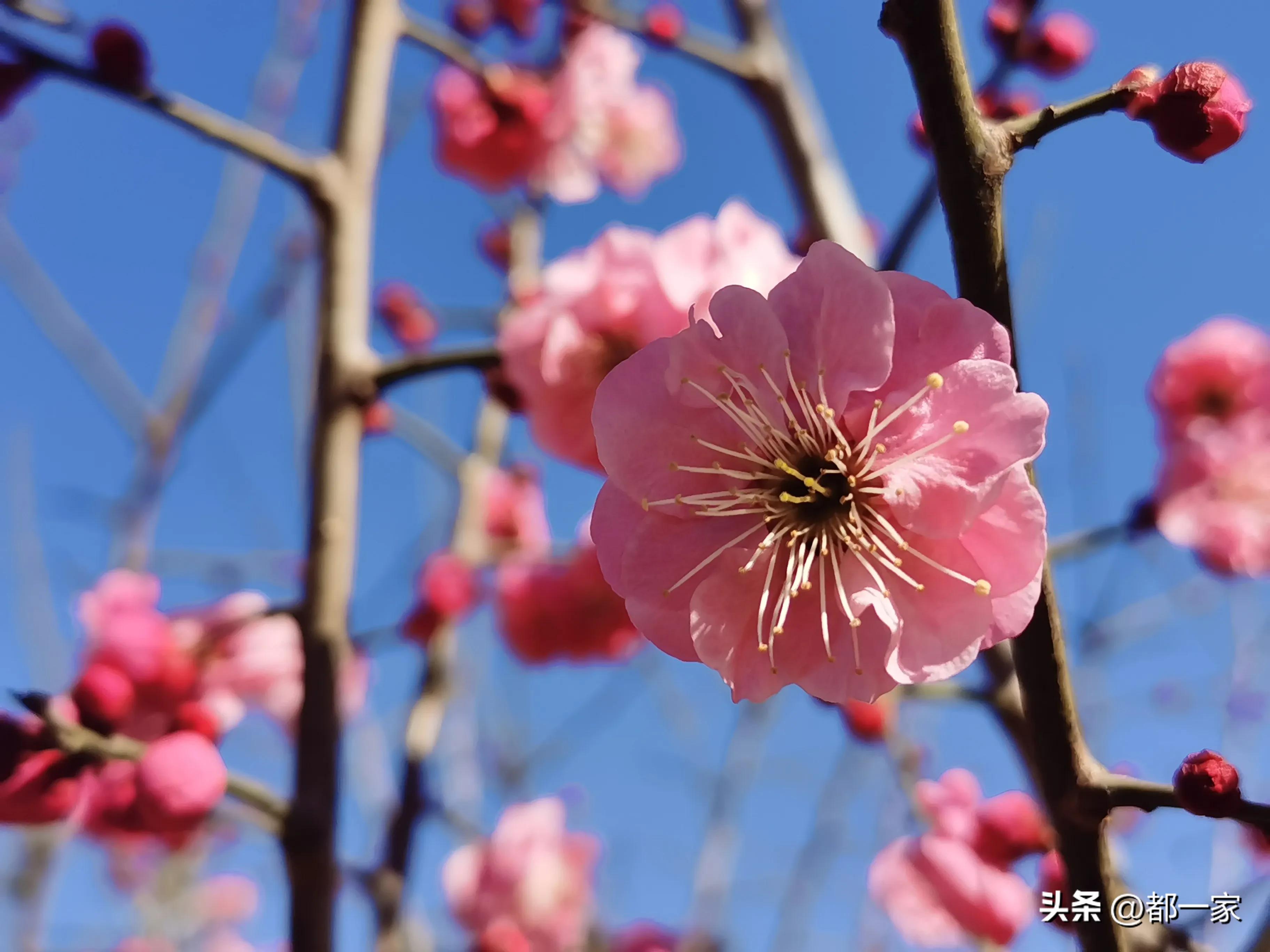 郑州碧沙岗公园赏梅花,春风又至郑州迎来极佳赏梅季