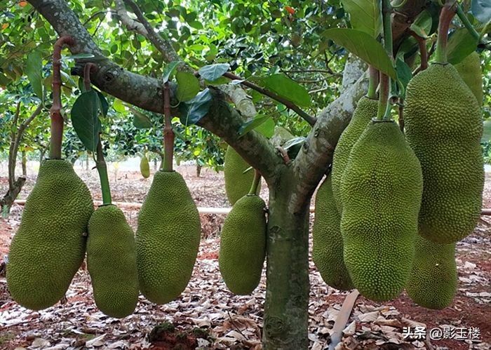 菠萝蜜种子雪糕,菠萝蜜的种子能提取淀粉吗