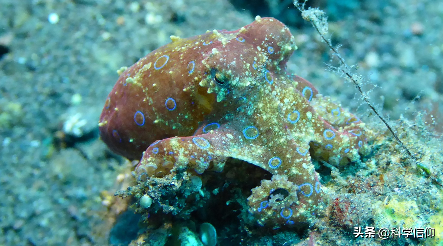 木卫二的海洋发现生命 (木卫二是否整个星球都是海洋)