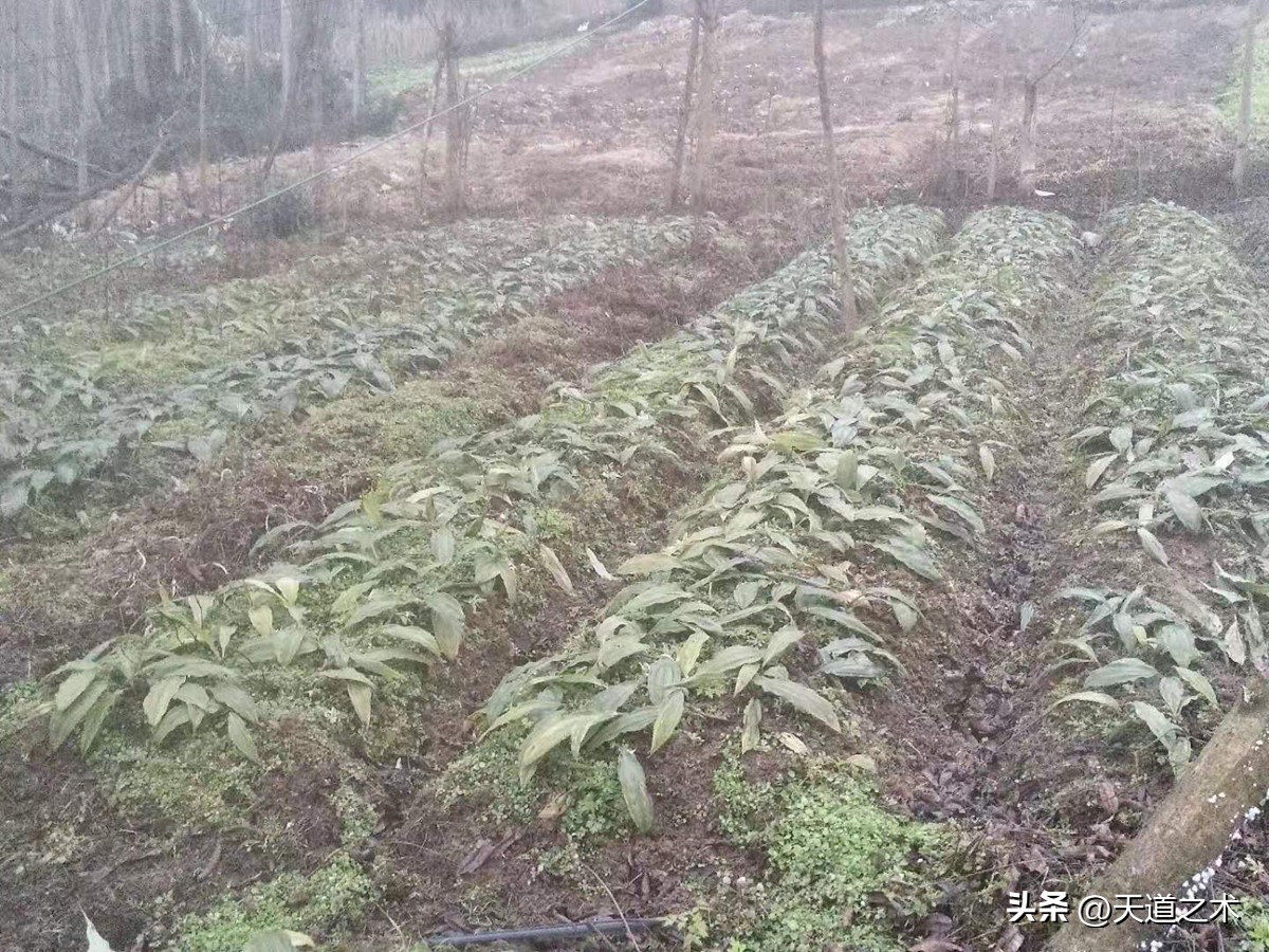 一亩挣百万的中草药,一亩地一年收入一万的药材都有啥