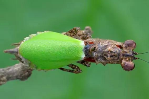 螳螂吃掉自己丈夫的头,螳螂为什么吃掉配偶螳螂吃蛇