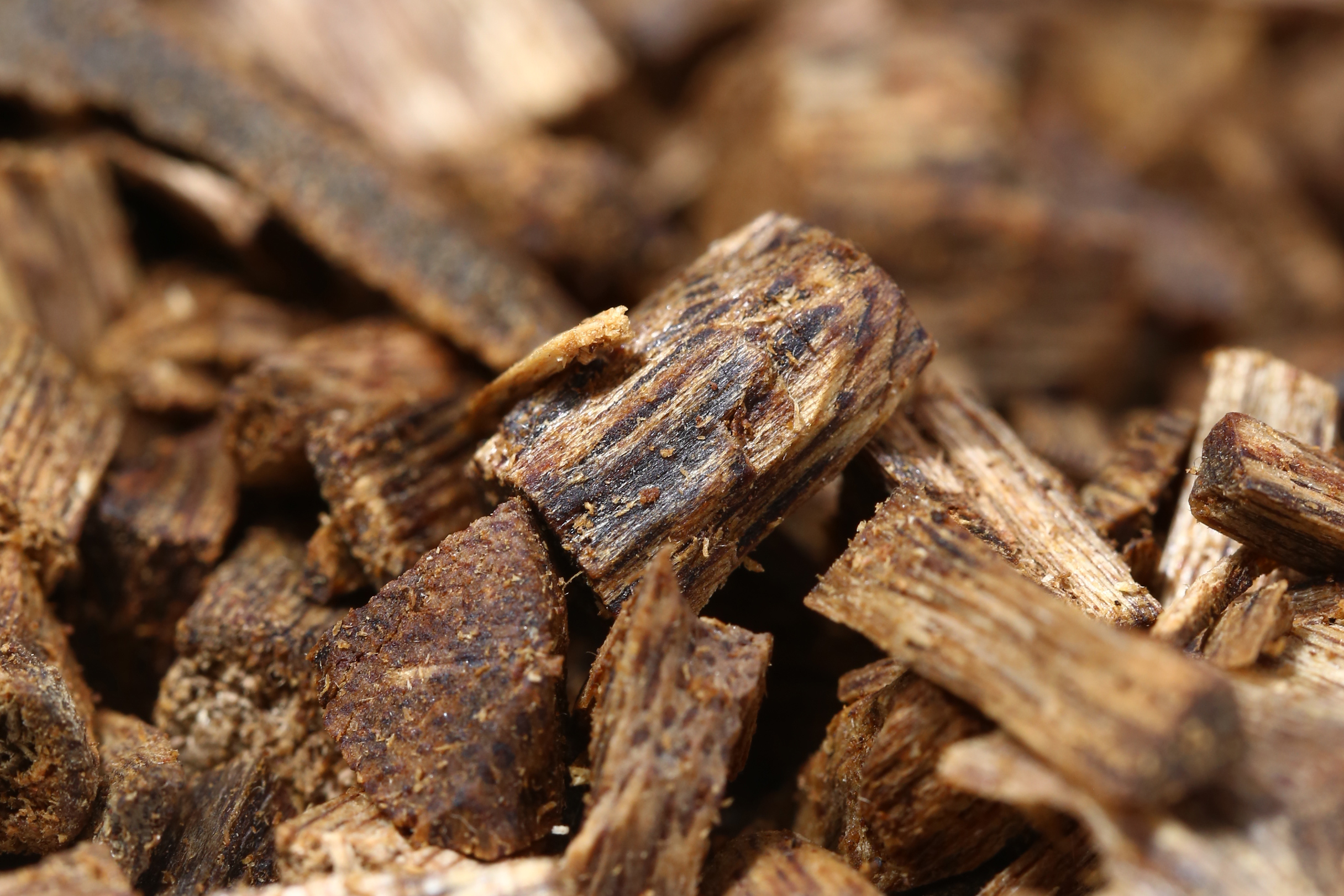 人工奇楠沉香能吃吗,人工种植的奇楠沉香是保护植物吗