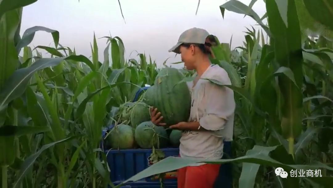 农民种植技术如何提高收益,农村暴利种植技术与管理
