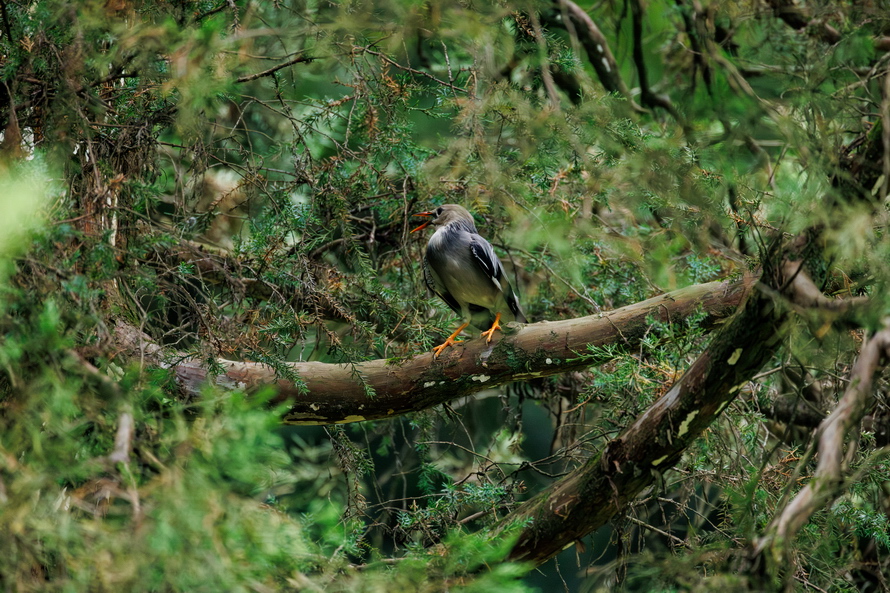 佳能eosr8打鸟,佳能eosr8拍视频变焦