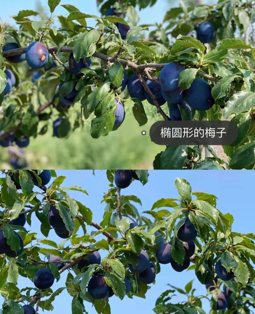 智利进口水果安全么,怎么才能了解进口水果的行情