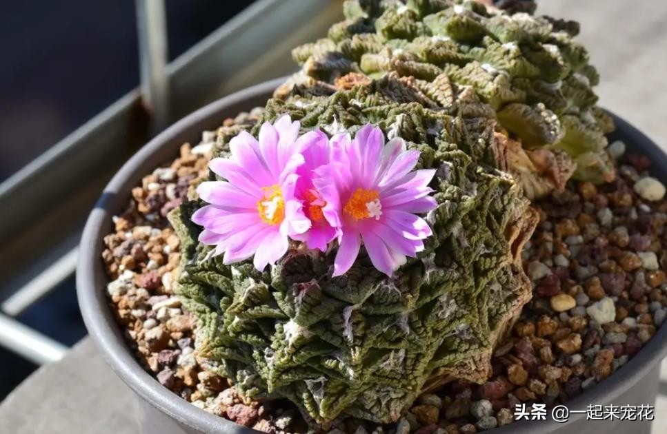 公认好养的4种多肉植物,多肉的潜力股有哪些