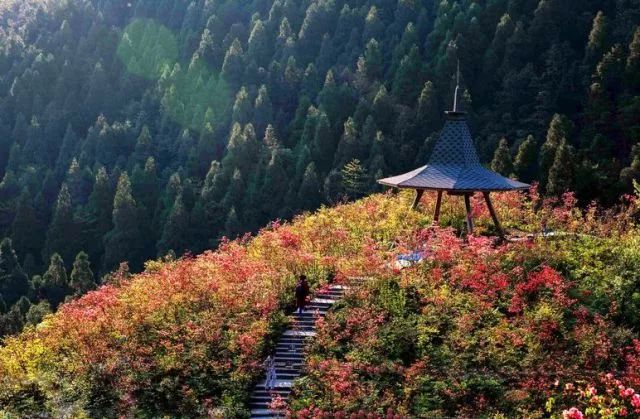 林中若有花，念的必是映山红