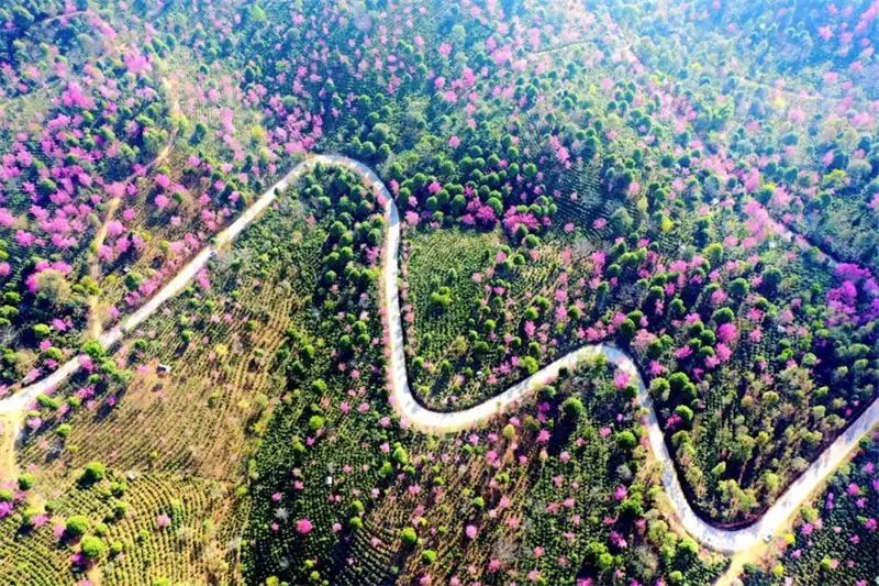 赏花来这里这是云南的专属浪漫,五月来昆明遇见紫色花海