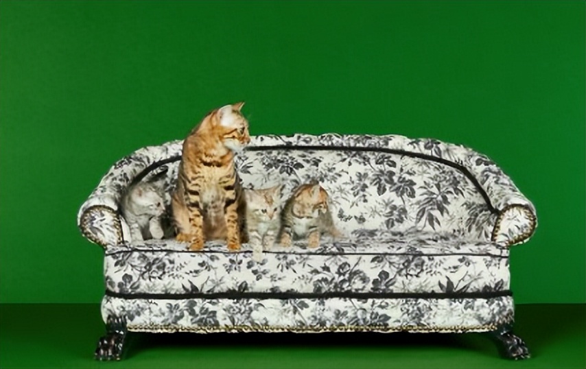 Gucci宠物单品曝光,捡屎包亮了