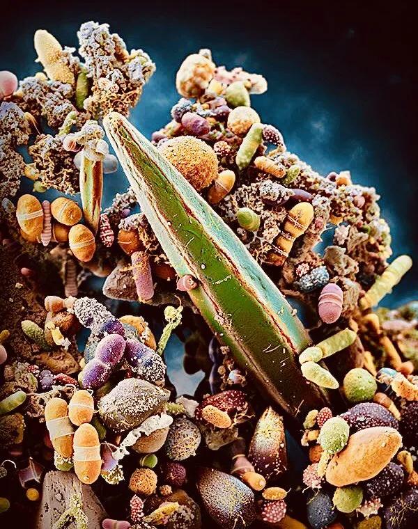 显微镜图像与真实图像,22张罕见的显微镜照片