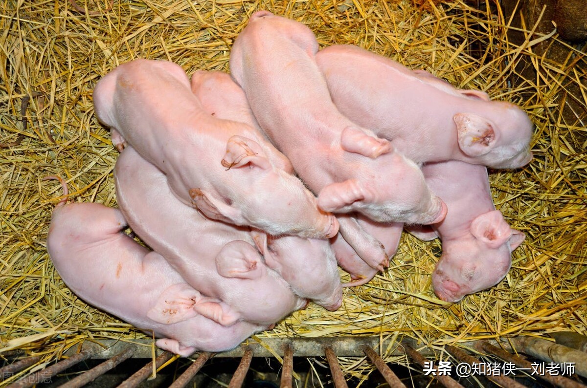 猪场所有猪突发全部拉稀,猪场治疗拉稀的药