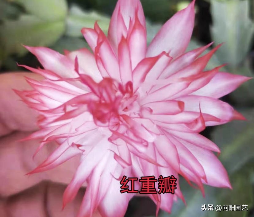 1元蟹爪兰价格,1万元的蟹爪兰图片