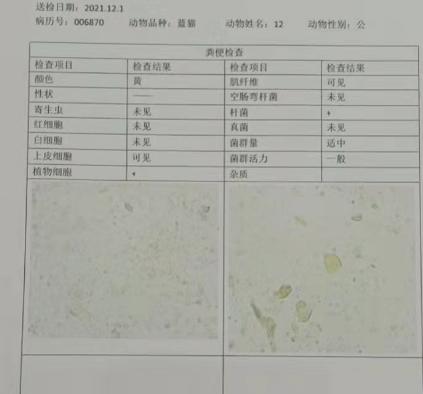 宠物医生，幼猫不到2个月两只眼睛都溃烂了，怎么办？