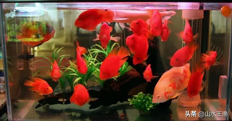 水中的骡子——详说血鹦鹉鱼