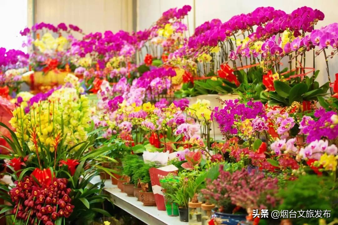 烟台祥和花鸟市场,烟台花鸟市场