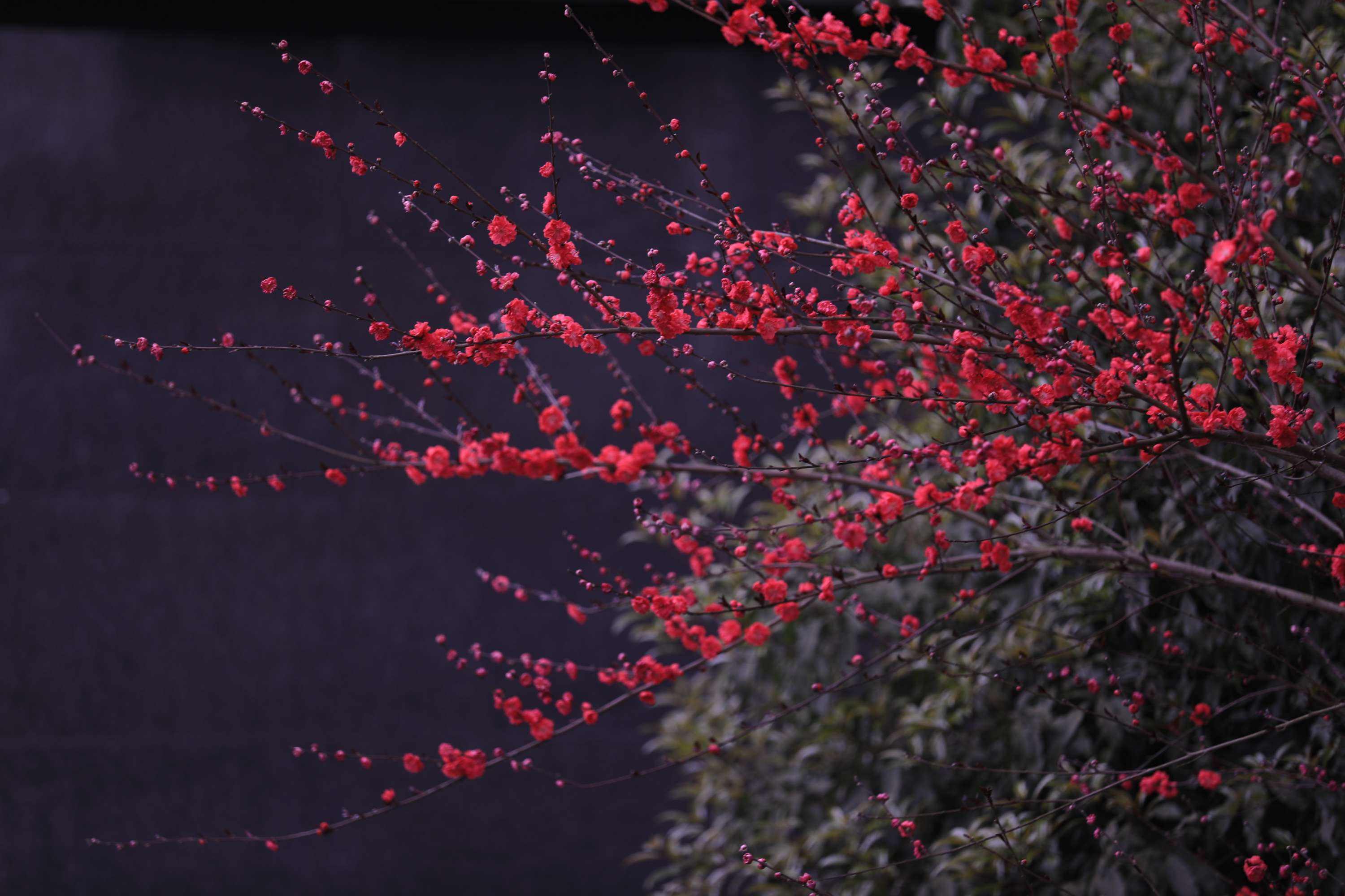 一枝红杏的经典语录,一枝红杏免费小说