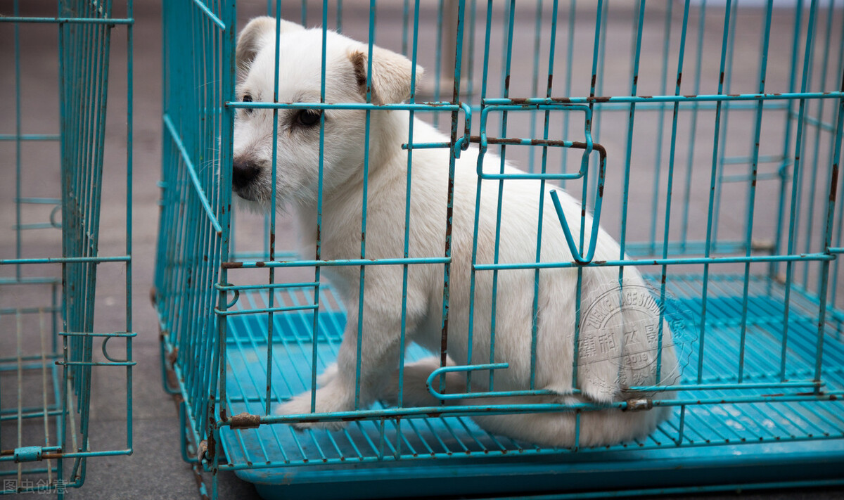 狗狗尿血又拉稀,狗狗拉血呕吐没精神是什么原因