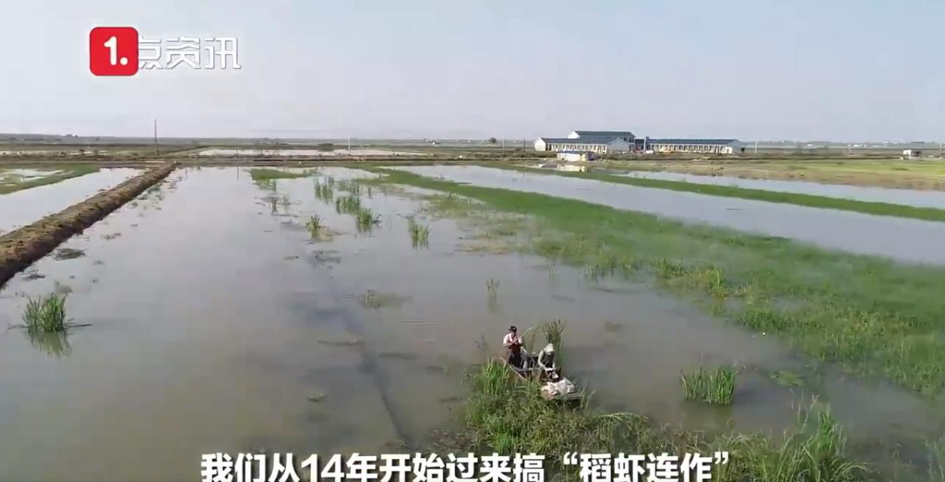 大学生回乡创业养殖小龙虾,大学生养草鱼致富一年卖100多万