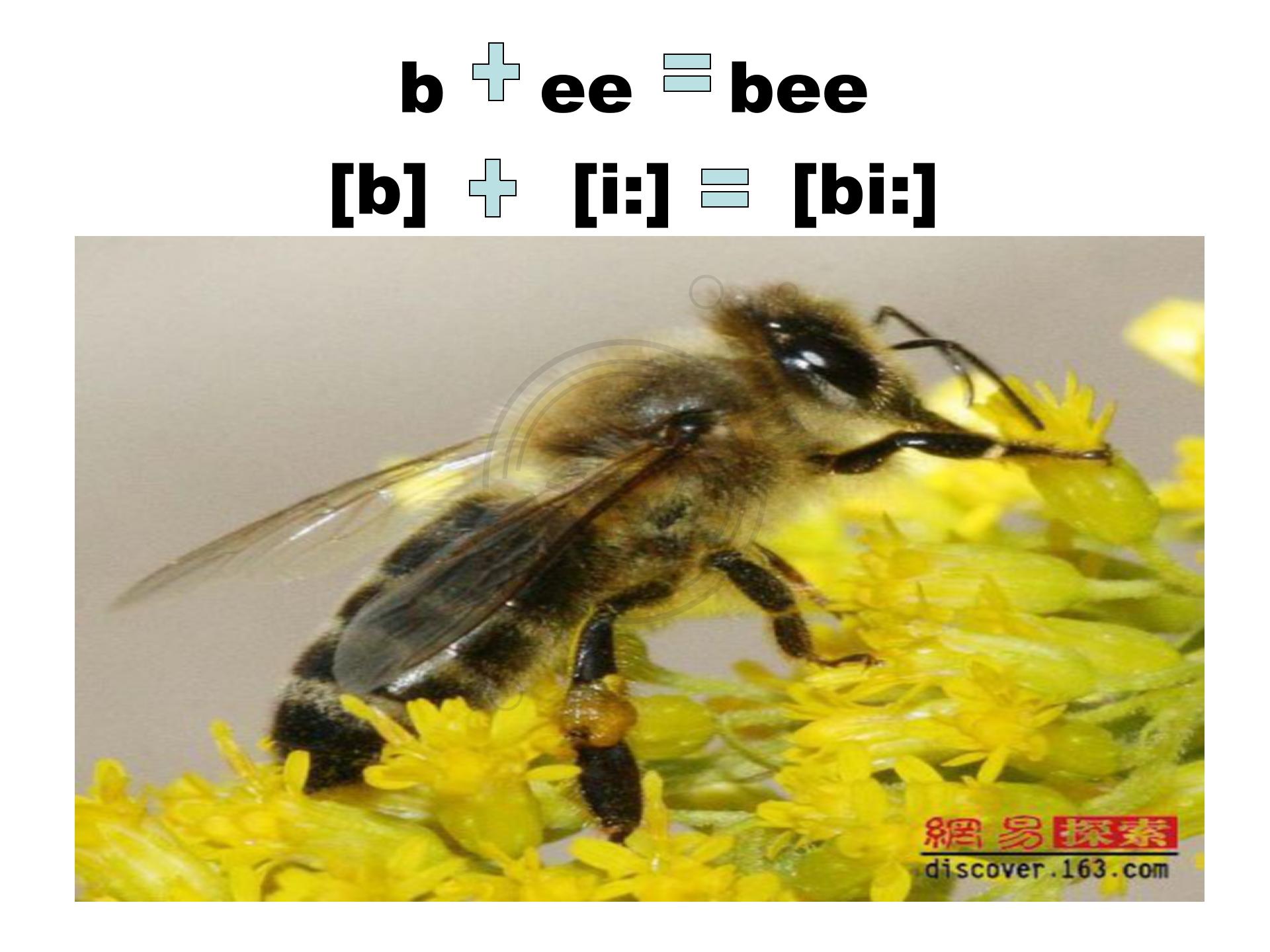 如何快速默写48个国际音标,音标背诵最快的方法