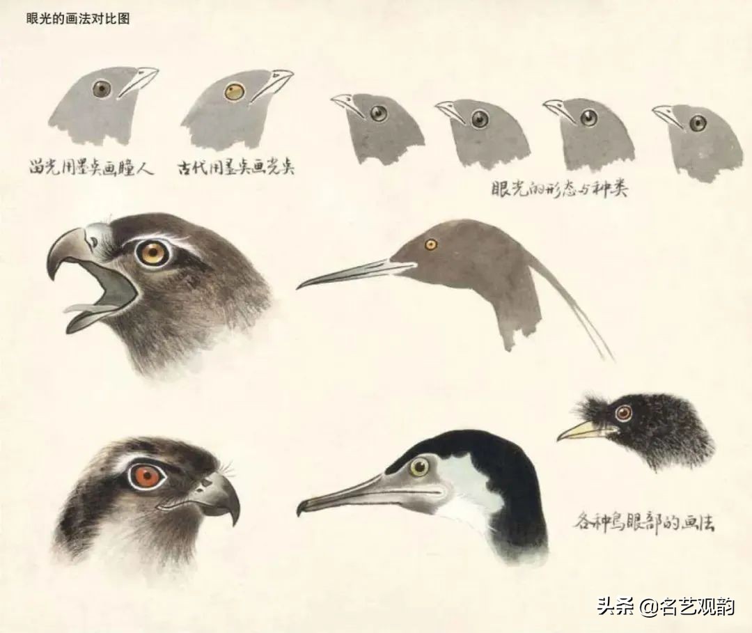 国画禽鸟写意教学视频,工笔禽鸟圆扇图片大全