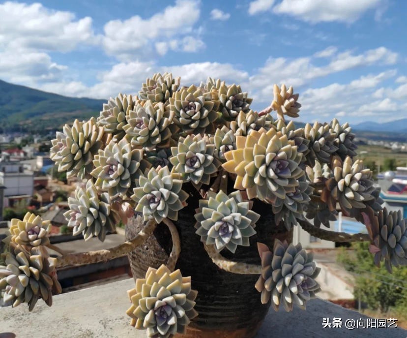 十大养不死易活的多肉品种,好养不死容易爆盆的多肉