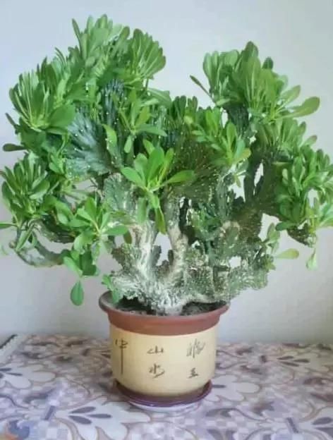 十种最吉利的镇宅花,家里养这5种旺宅花