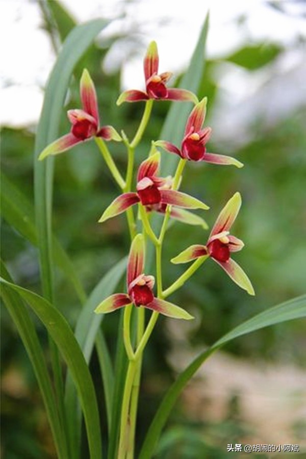 建兰八大经典品种,建兰八大名品哪个品种最香