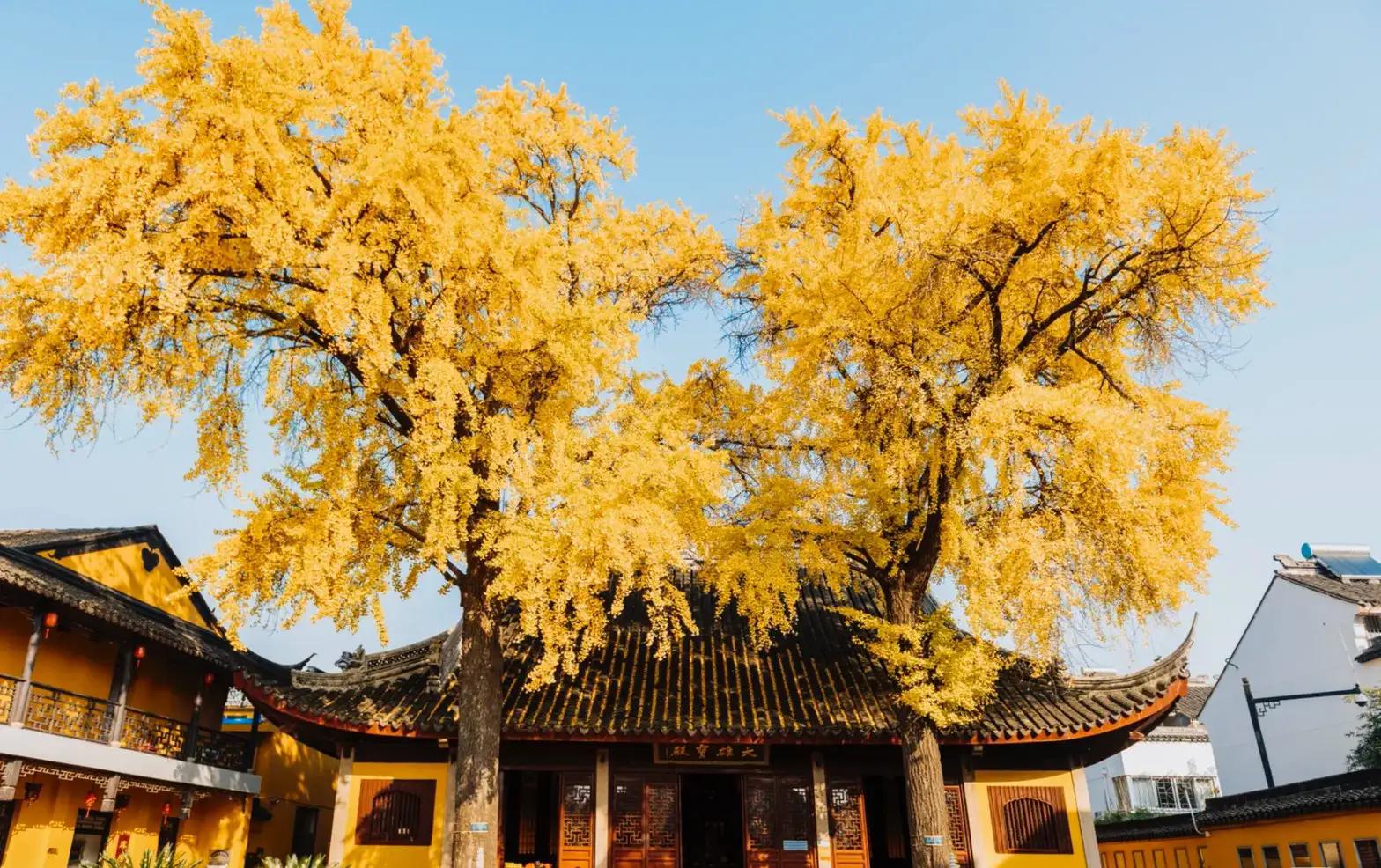 苏州秋季旅游最值得去的地方,苏州赏秋一日游攻略