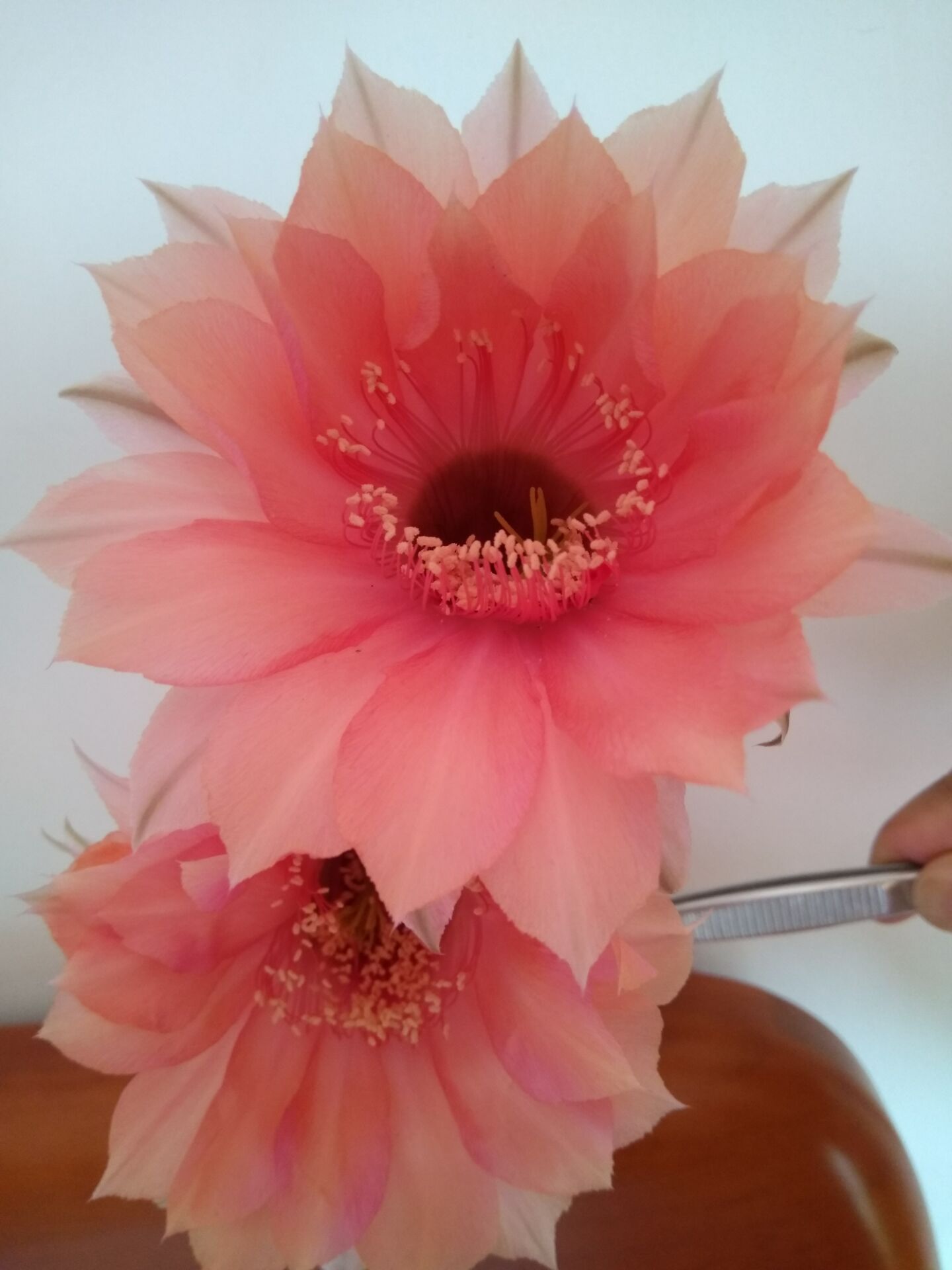 毛花柱仙人球品种大全,顶级精品仙人球花