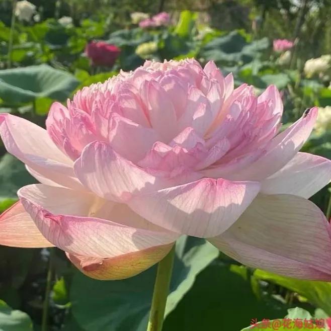 感觉自己好累好累的句子,感觉自己每天都好累好累