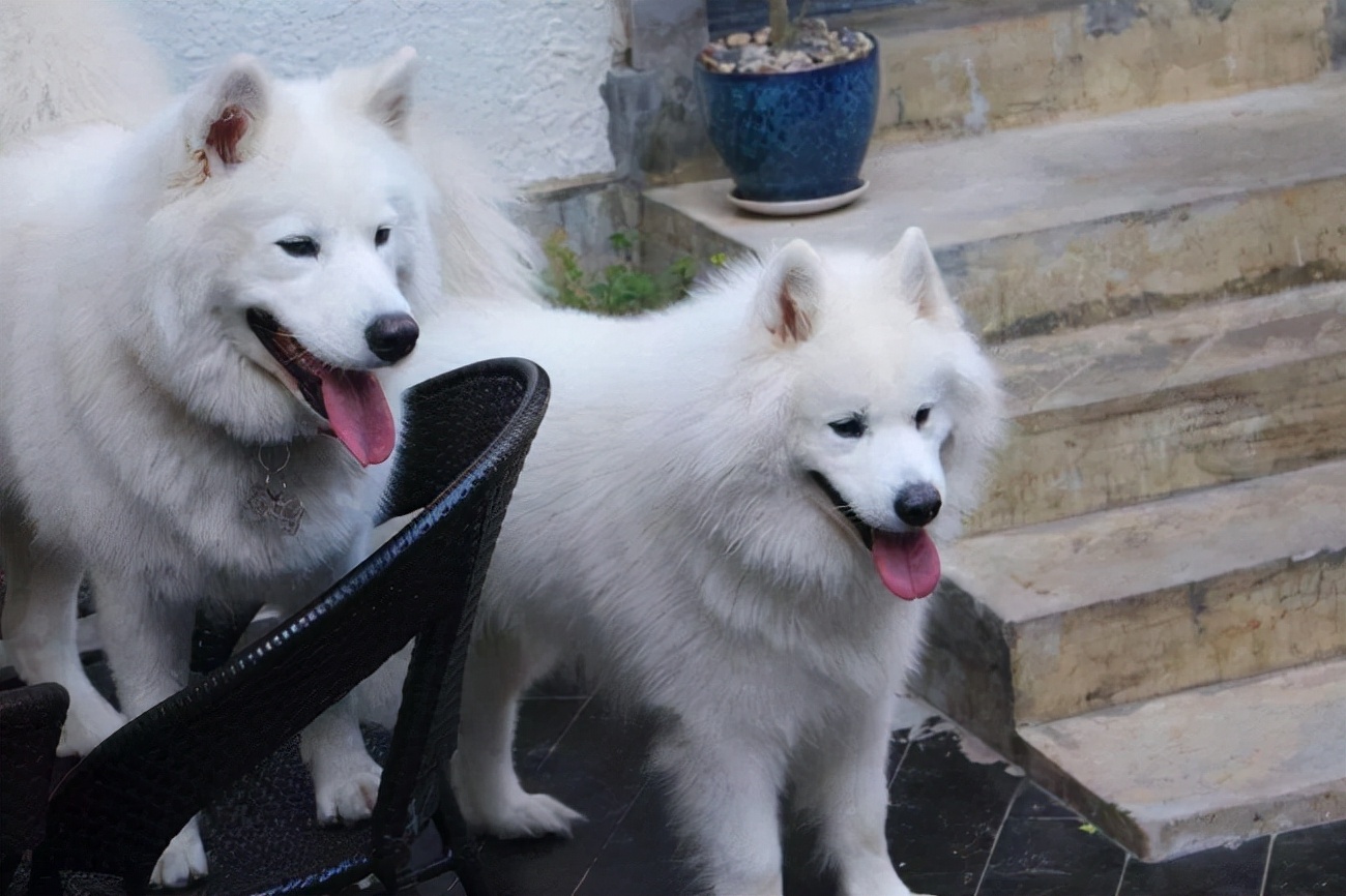 萨摩耶不爱吃东西还吐什么原因,萨摩耶不爱干净怎么办呢