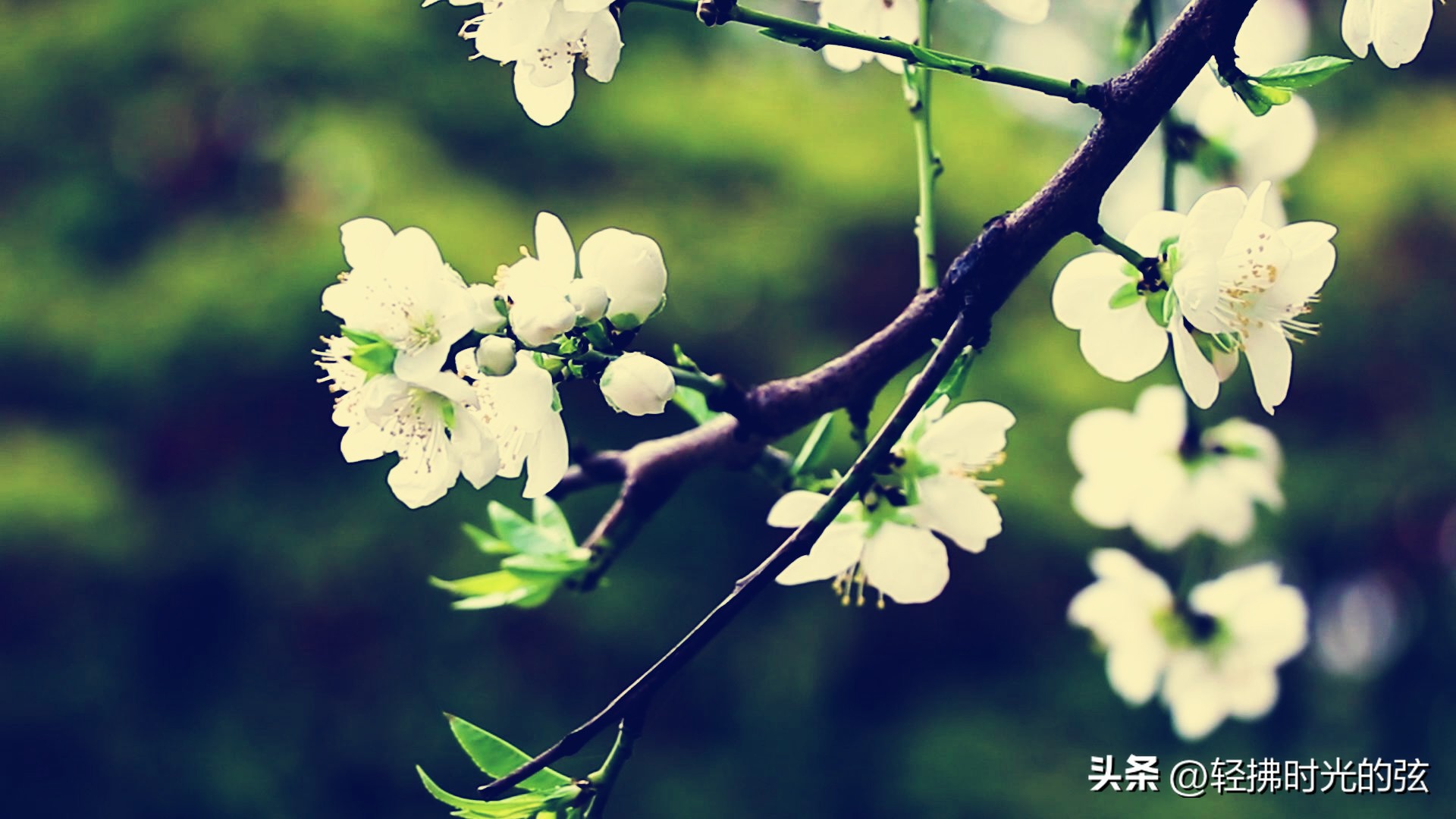 中国史上最美36首诗词,中国最美诗词十首