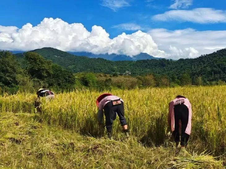 徐家民的创业故事：一伙大学生扎根稻田