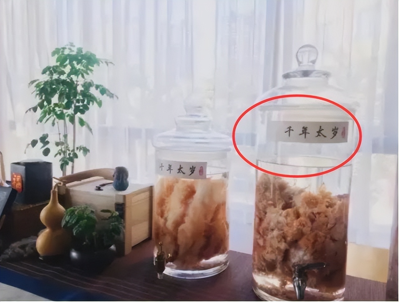 捡到200多斤的太岁能卖多少钱,大连男子捡到太岁