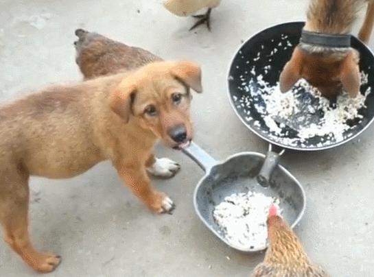 养狗首选这6种品种,养狗首选这8种猫不仅便宜还好养