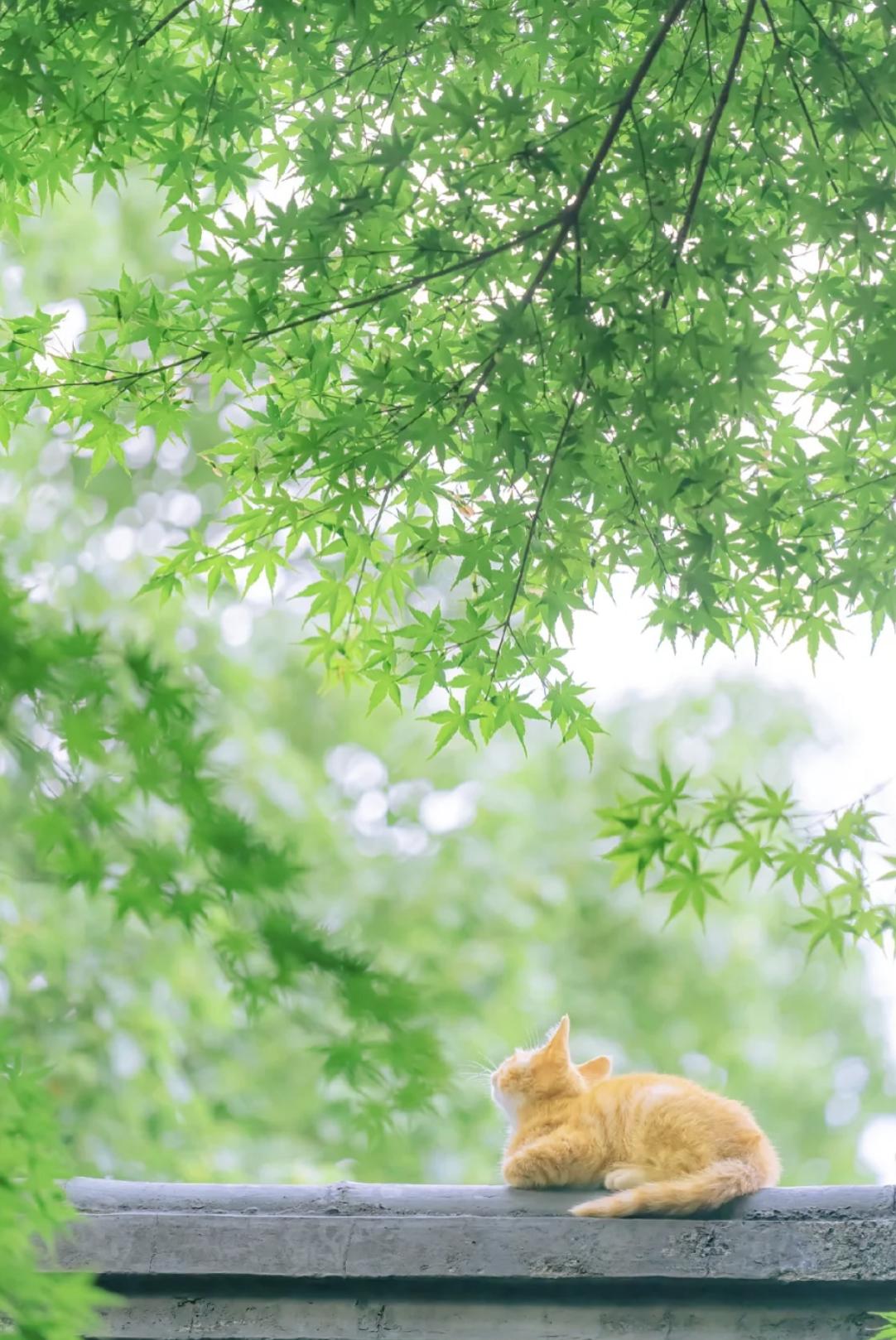 治愈系壁纸｜132张可爱小猫咪的样子