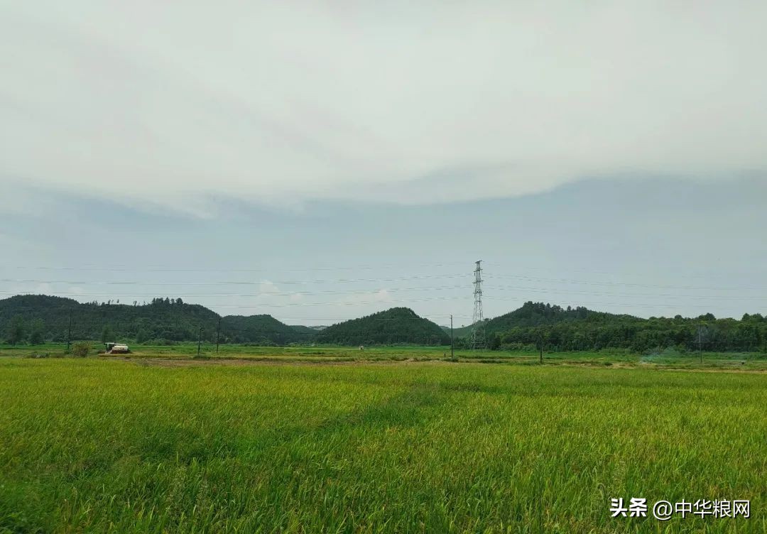 稻米产业提质增效方法,水稻产业促乡村振兴