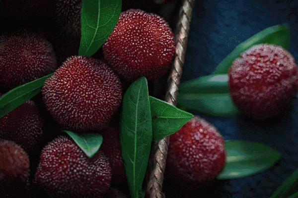 杨梅好不好吃啊,杨梅到底有什么好吃的