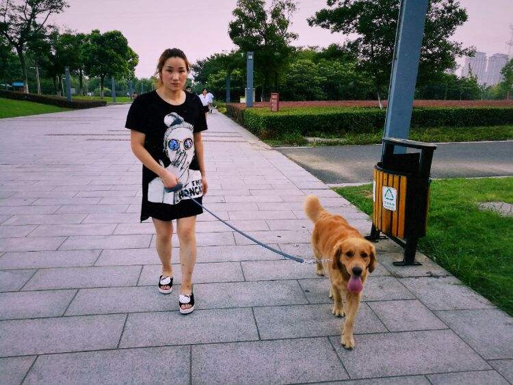 养金毛的好处和坏处,养金毛狗的好处