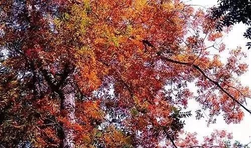 中原最大的寺庙,中原十大名寺是哪个