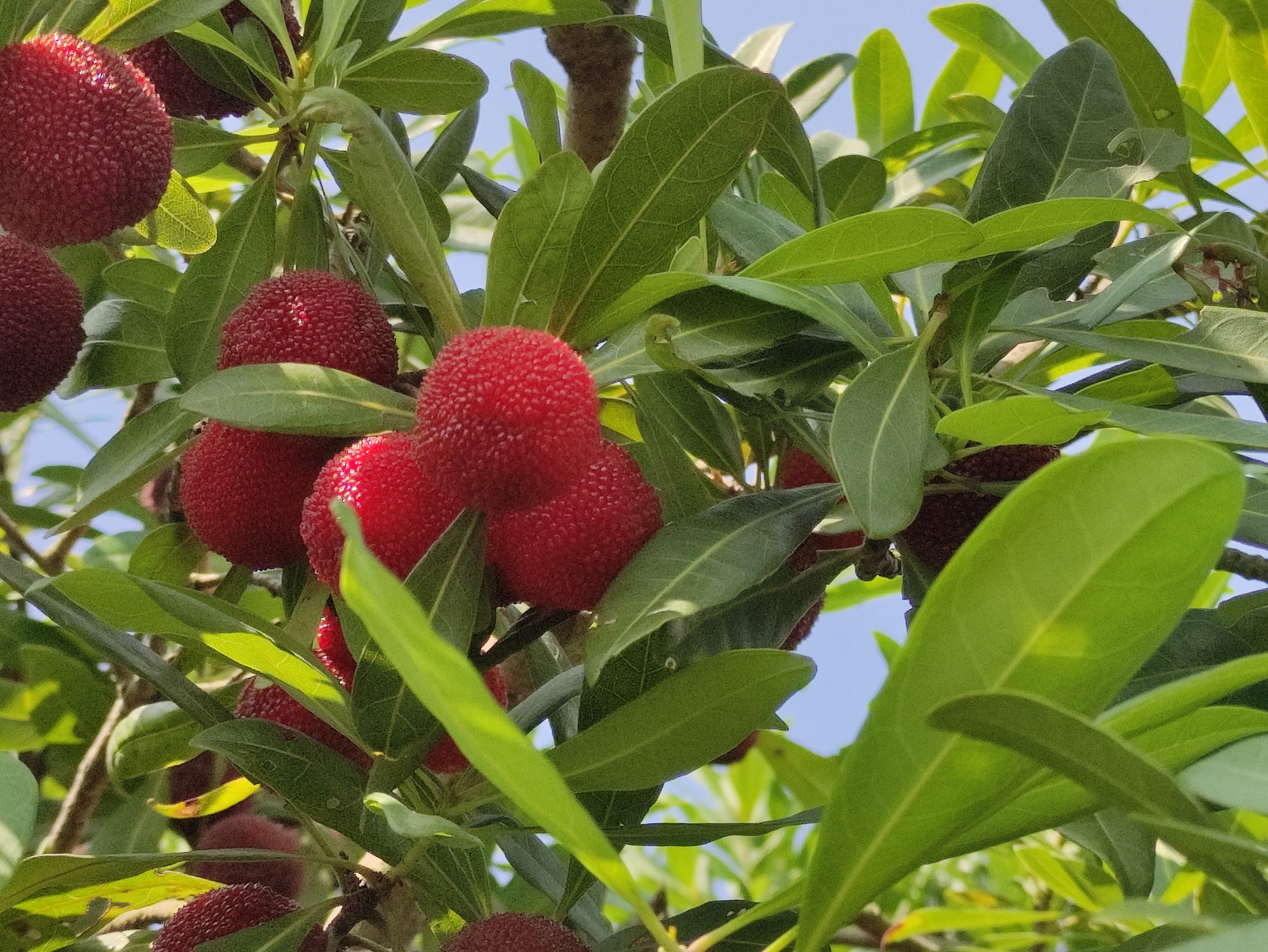苏州东山杨梅几月份成熟,苏州东山杨梅还是西山杨梅好吃