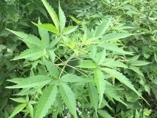 王奶奶的黄焖鸡酱,王奶奶的麻汁火烧