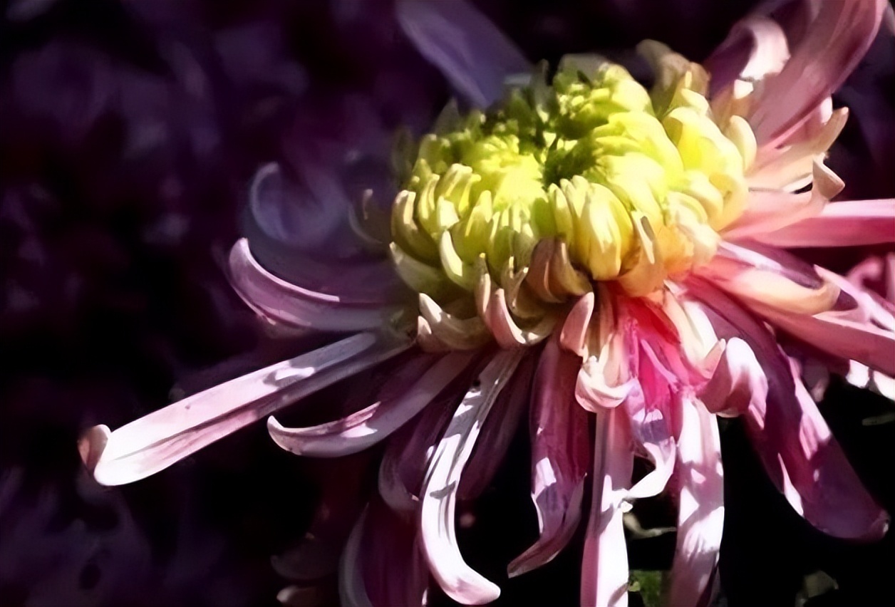 秋花诗词50首,金秋秋菊50种名菊