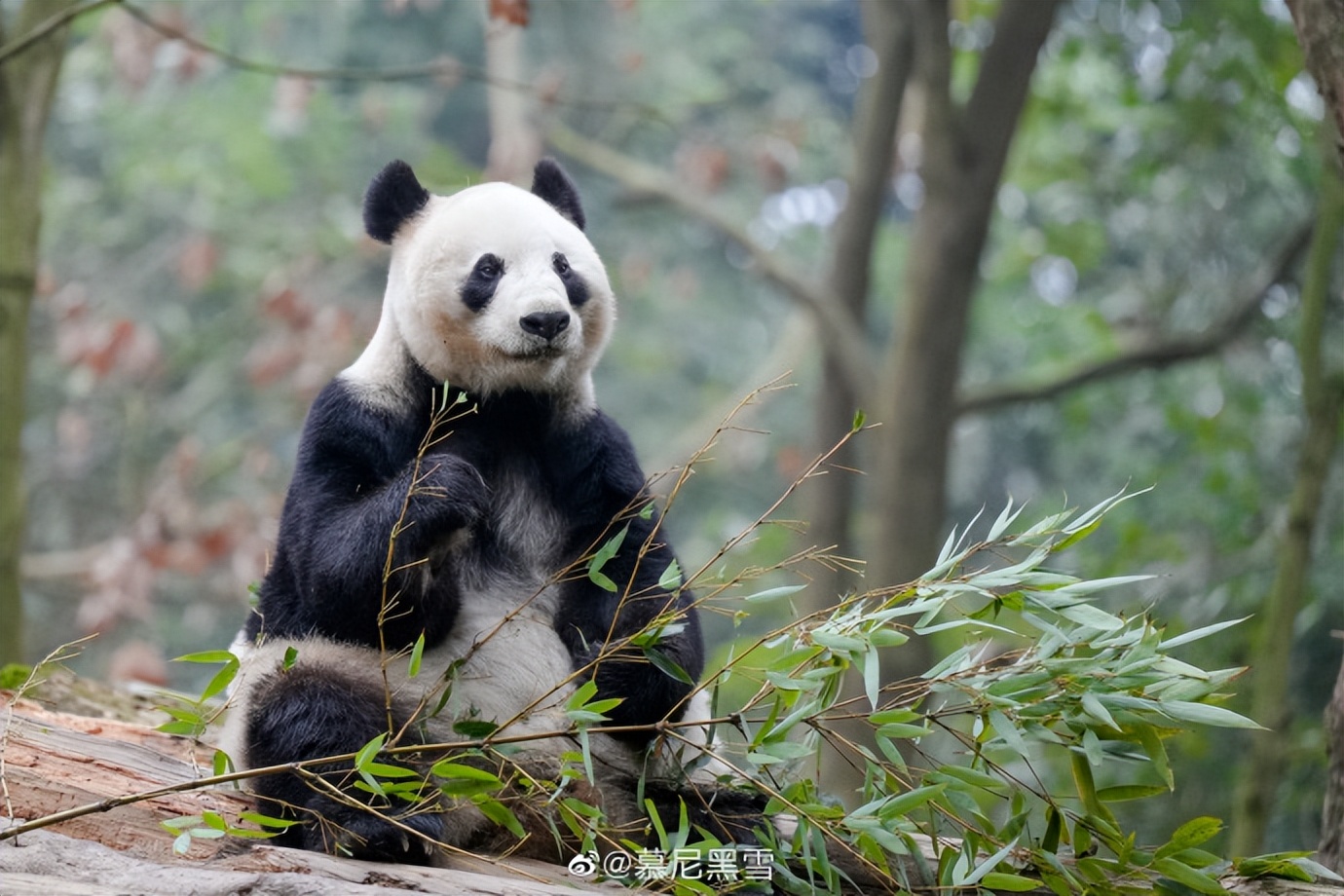 不高的高高和他不白的老婆白云——91年出生的童颜女神大熊猫白云
