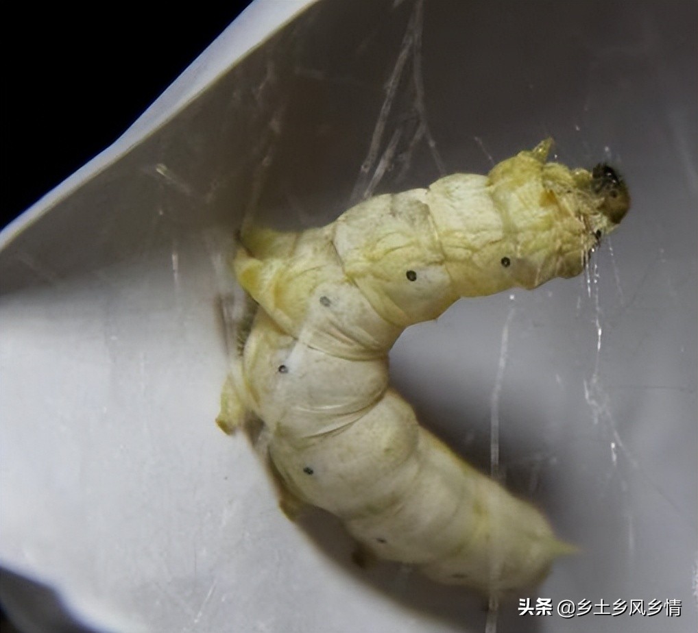 蚕吐丝前有什么征兆,蚕吐丝的征兆