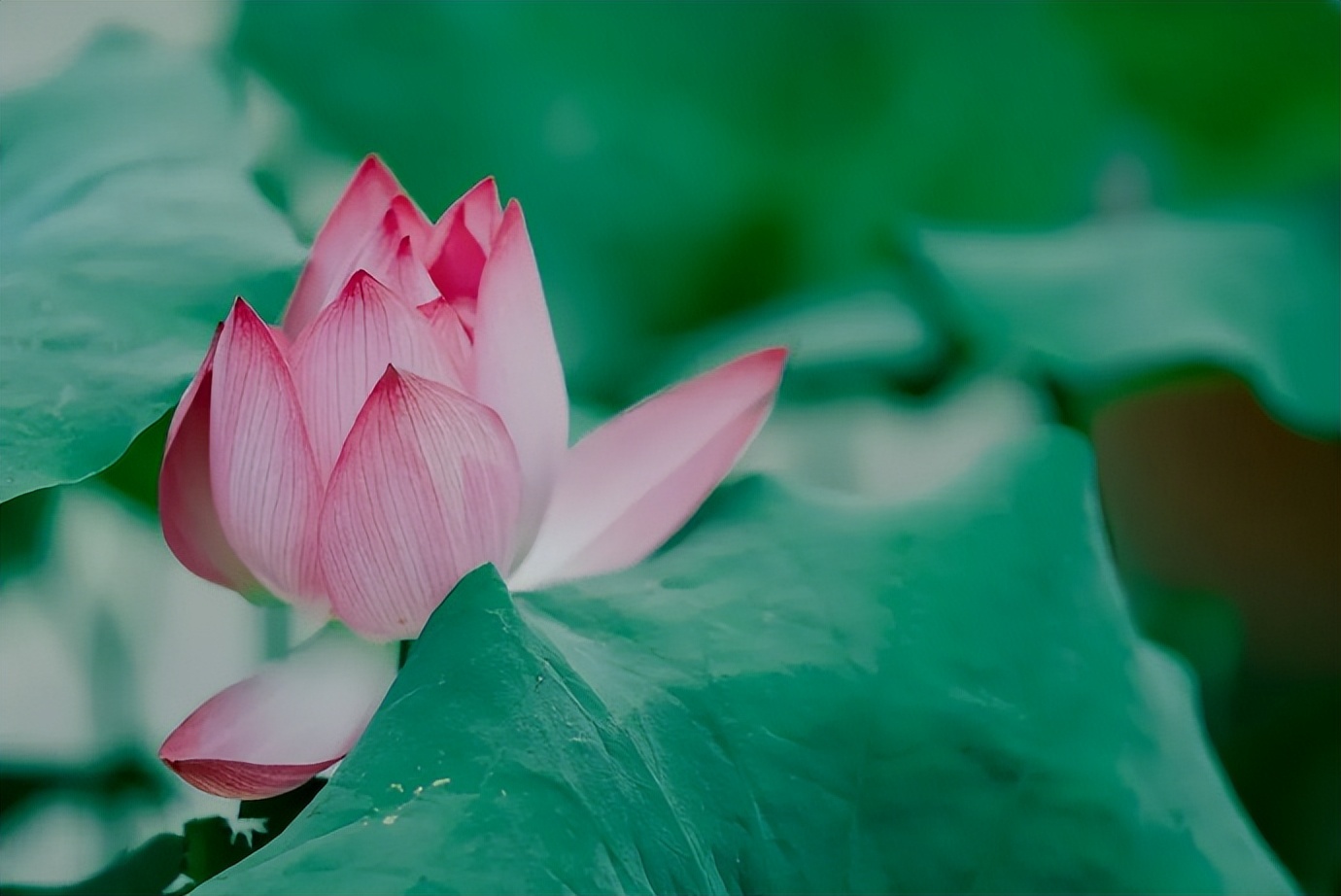 梦到亲人离世预示着什么,梦到已故的亲人往往预示着三件事