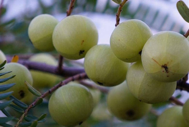 橄榄油怎么鉴别纯不纯,橄榄油辨别真假