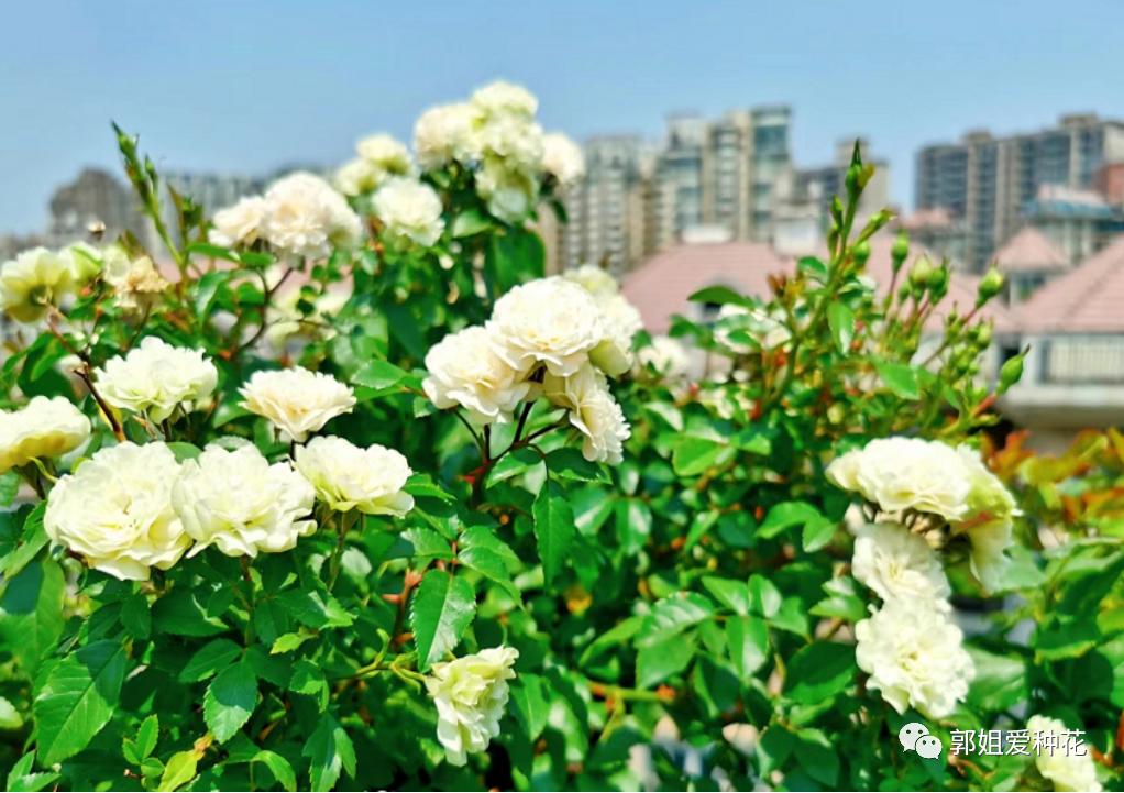 十大最耐雨的月季品种,耐晒耐雨淋的月季品种推荐