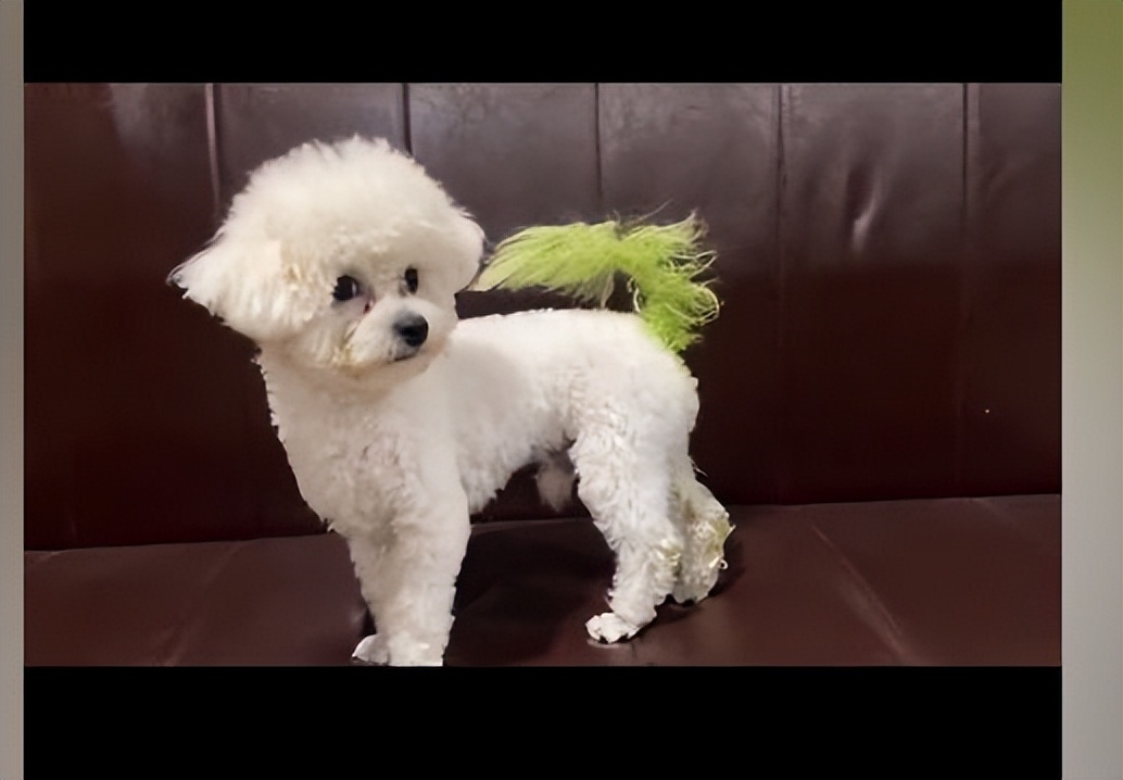 女子给狗狗用菠菜染色,女子自制菠菜汁给狗狗染发