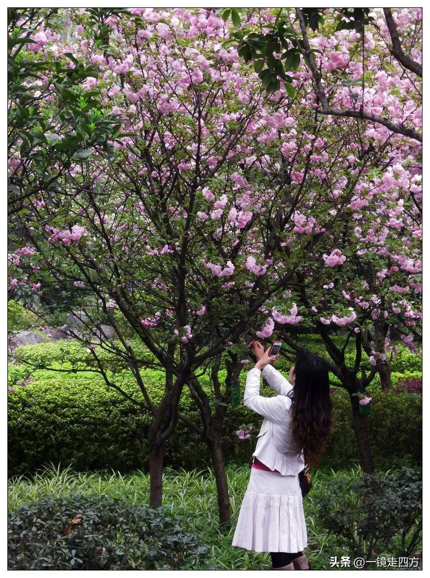 镜头记录老街,镜头里的重庆视频